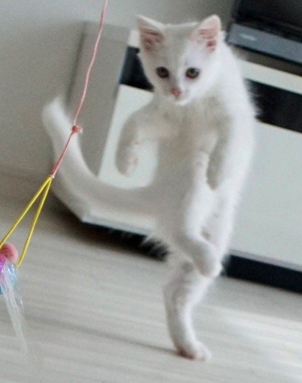 出所：@meltube_cat