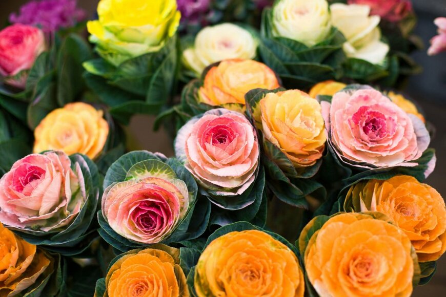 edelweiss7227/shutterstock.com