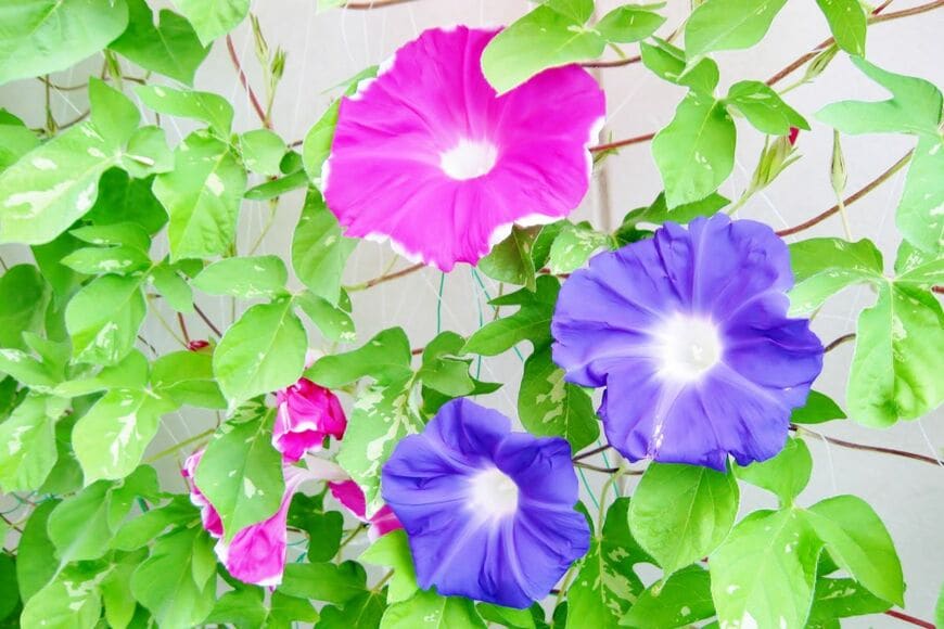 緑のカーテンで電気代節約！？今が植えどきの《暑さに強いつる植物》6選＆期待できる3つの効果