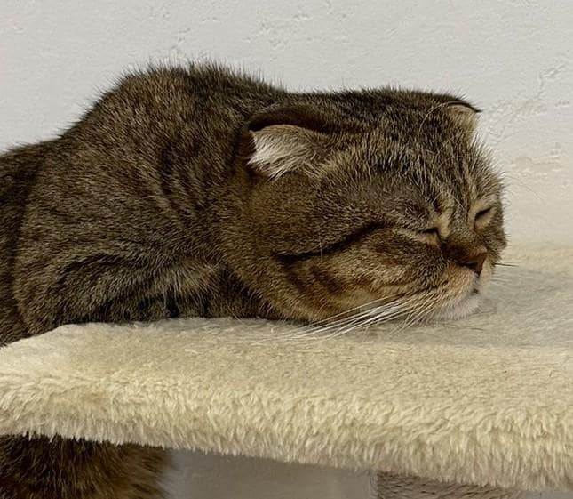 出所：@ponpokopontanu