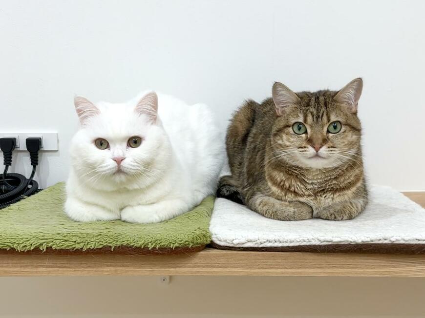 出所：@pomusan_cat