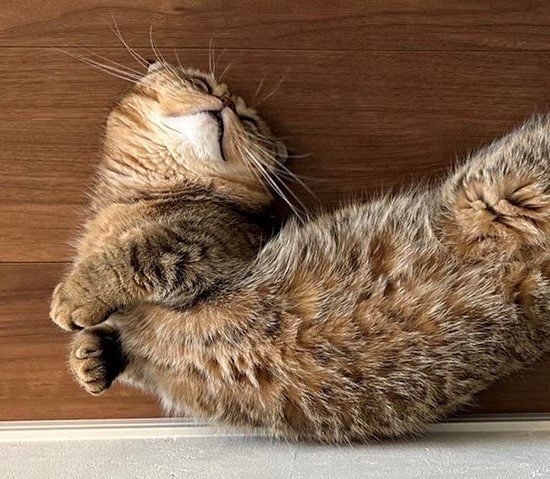 出所：@ponpokopontanu