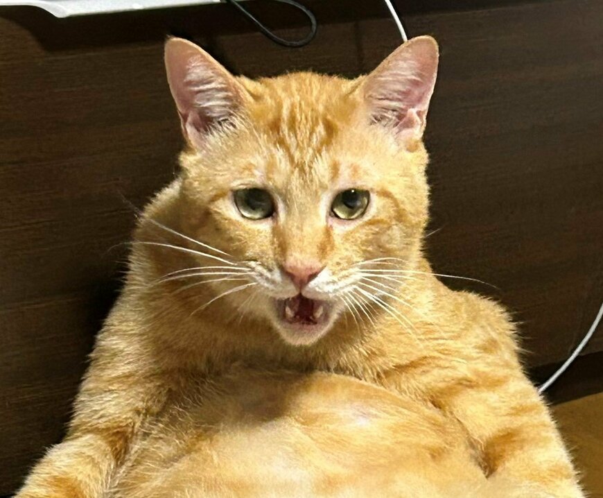 出所：@Beercat_Ana_Dar