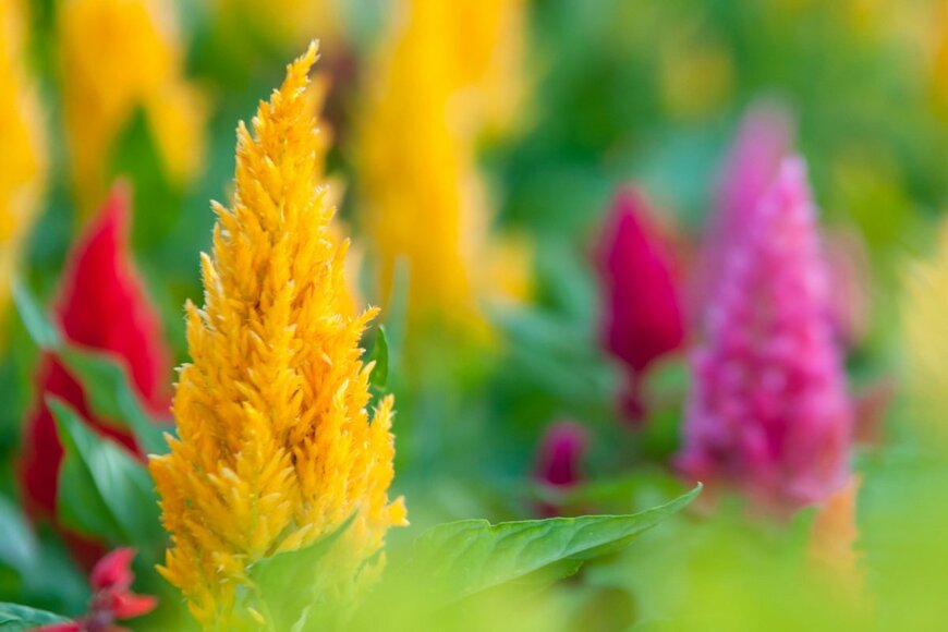 Tongsai/shutterstock.com