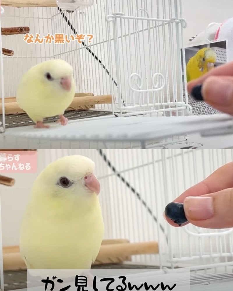 出所：@anz_omomiri