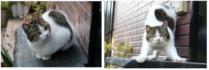 画像出所：株式会社リクルート「2月22日は猫の日！『じゃらん』会ってみたい！宿の看板ねこランキング2023」（PR TIMES）