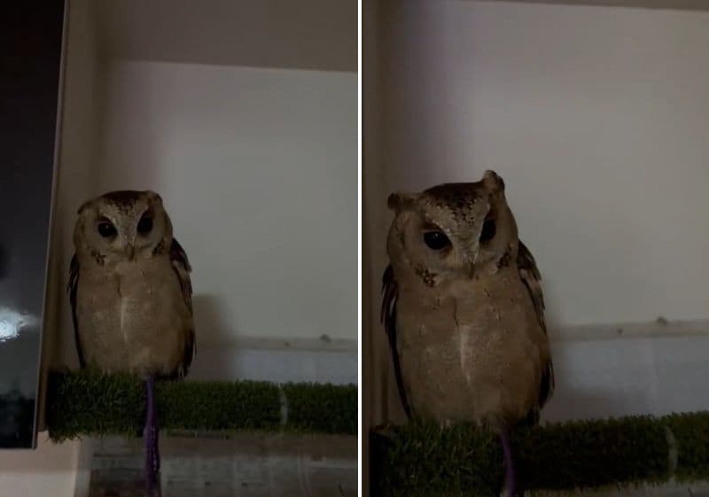 出所：@purinon2929k