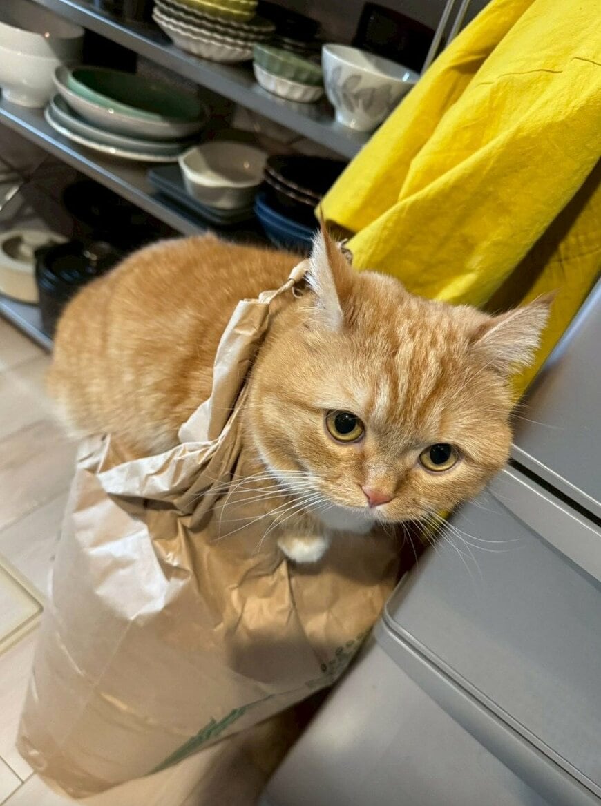 出所：@mzkmar1116