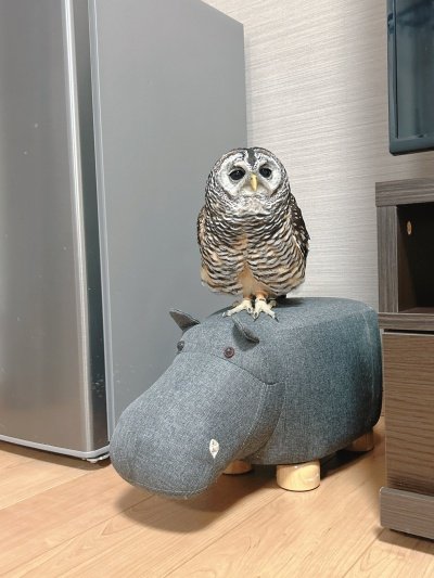 出所：@kanata_akas