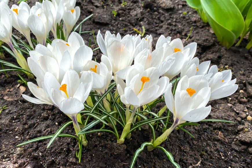 Irina Malyutinasi/shutterstock.com