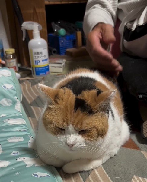 うれしい猫