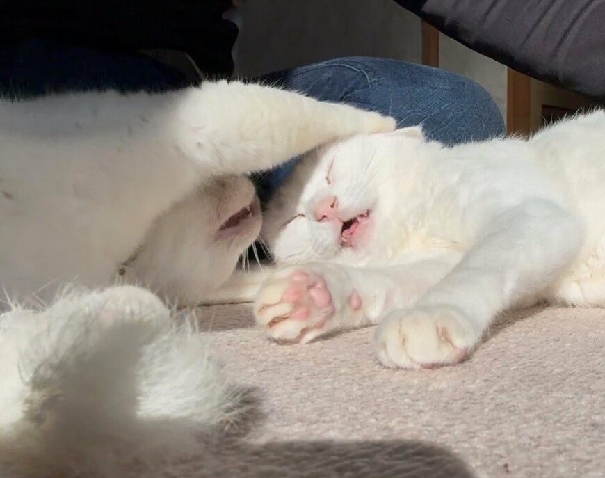 いい表情をする猫