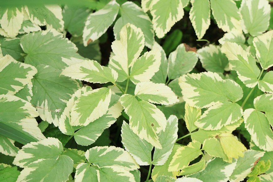 緑の葉の縁に白い斑が入った、エゴポディウム
