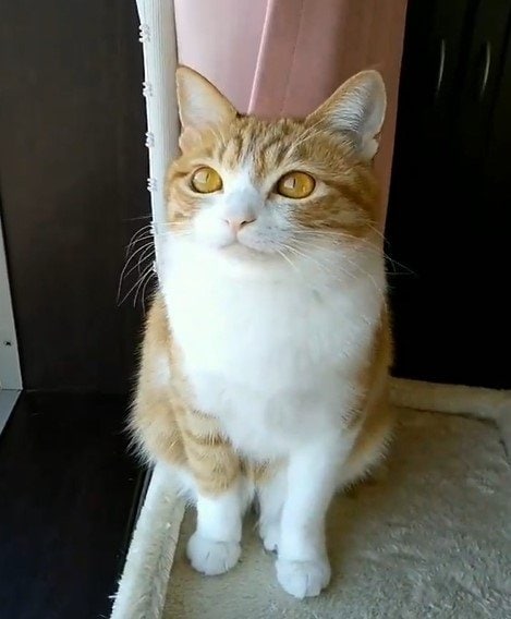 カメラに気づく猫