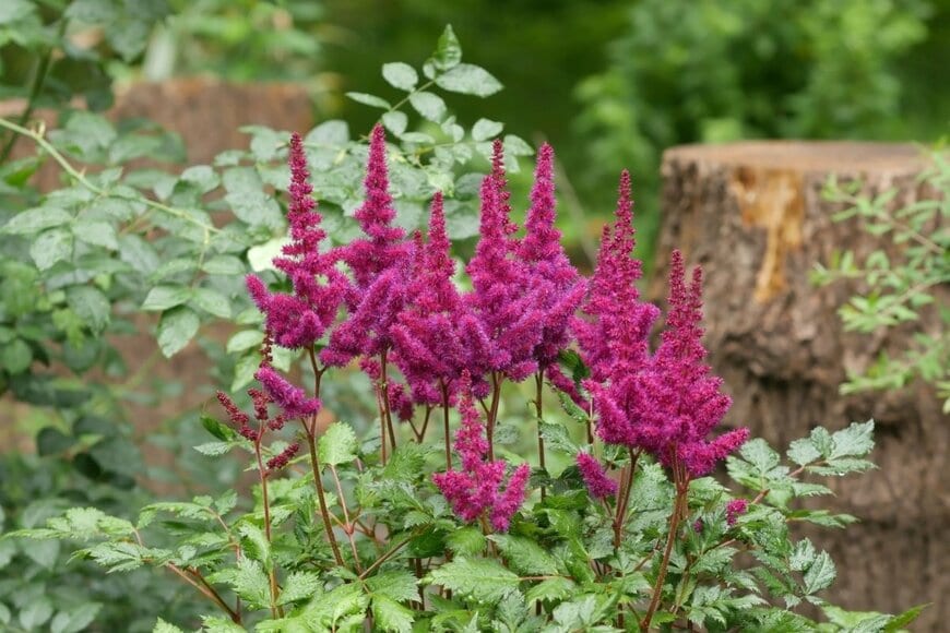 赤い花を咲かせている、アスチルベ
