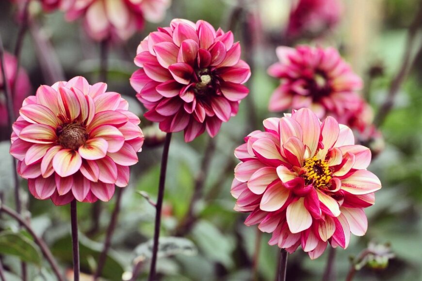 濃いピンク色の花を咲かせているダリア