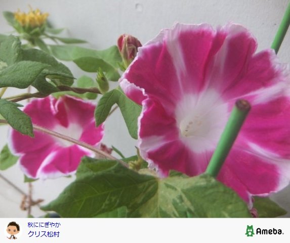 クリス松村のブログ投稿