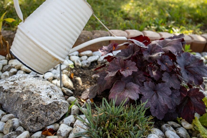 銅葉のヒューケラに水をやる様子