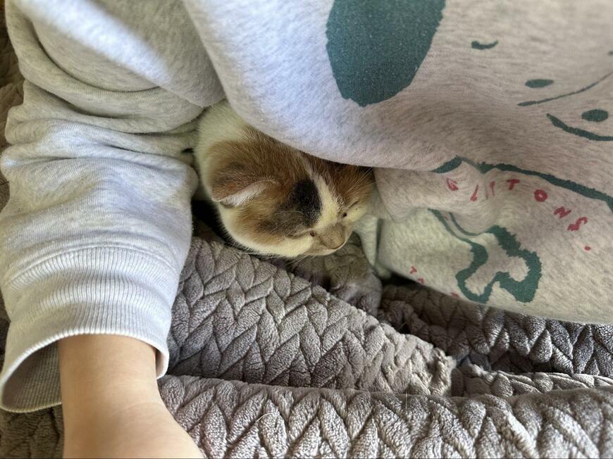 猫はなんでも知っている