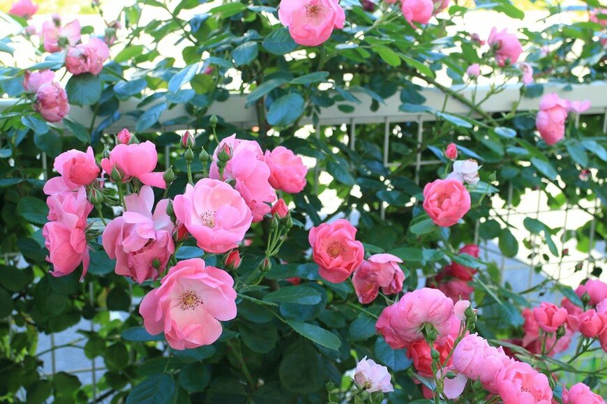 ピンクの花を咲かせている、アンジェラ