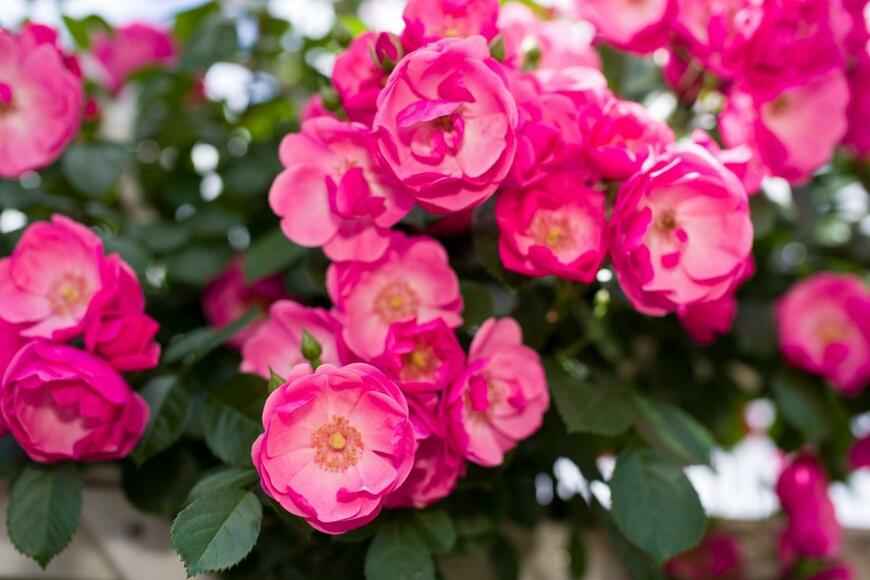 バラの花が咲いている。花の形は八重咲き、色はピンク。中央部が薄く、花弁の縁が濃い色。