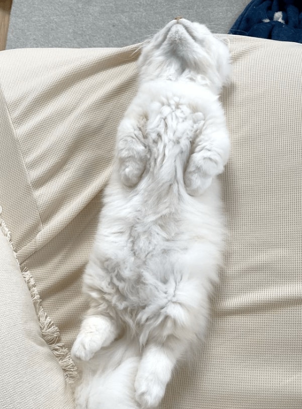 可愛すぎる子猫