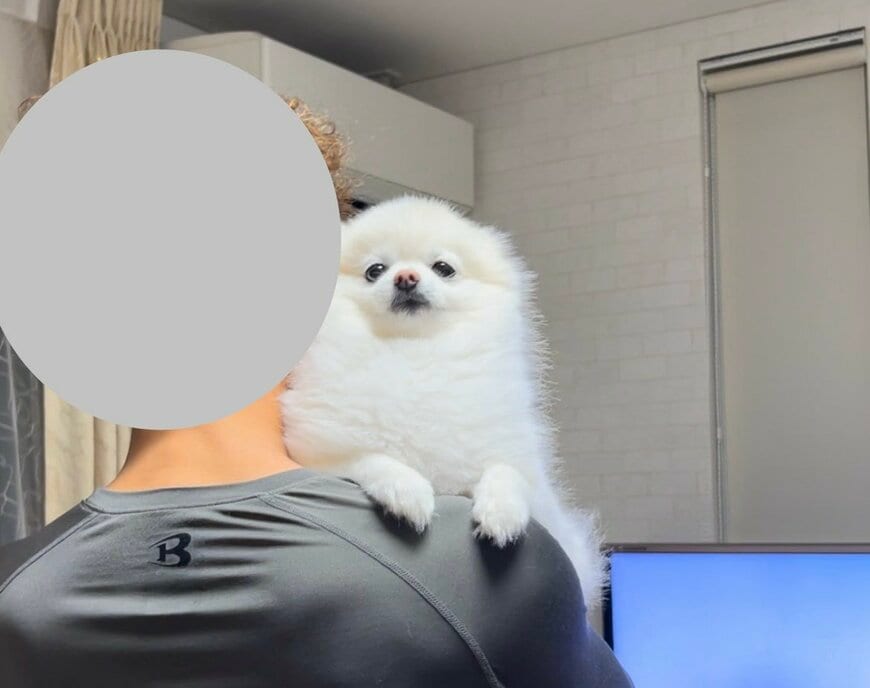 抱っこされている犬