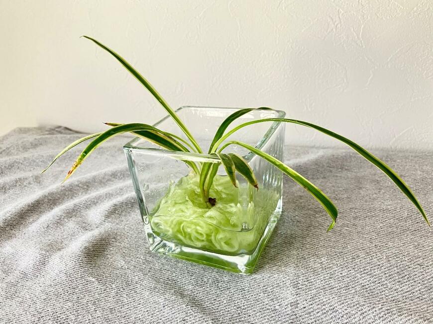 ダイソーの栽培ファイバー「プリムレア」