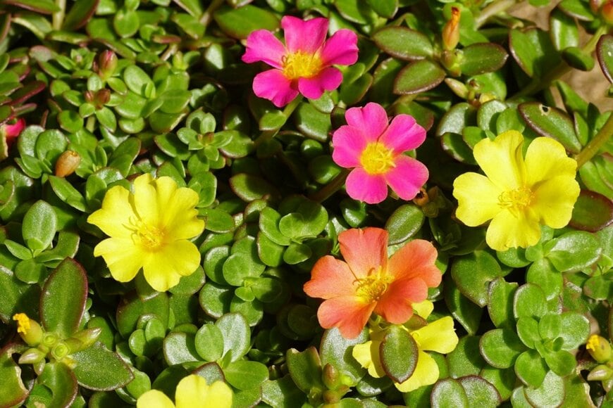 ピンク、黄色、オレンジのポーチュラカの花