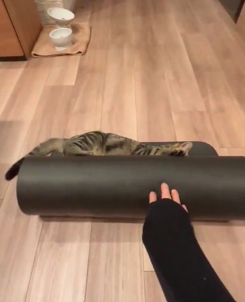 ヨガマットと猫