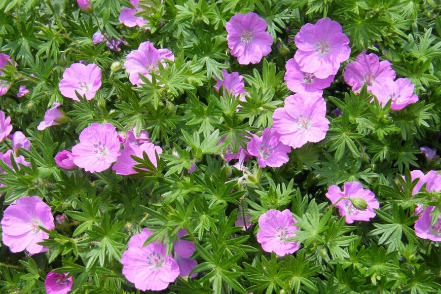 ピンク色の花を沢山咲かせている、ゲラニウム