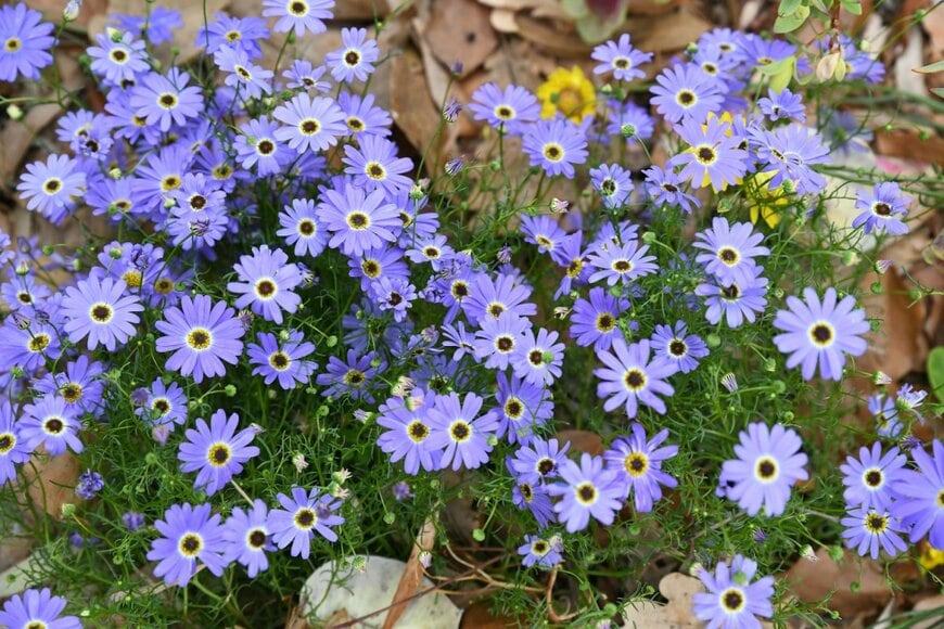 薄紫の花を沢山咲かせているブラキカム