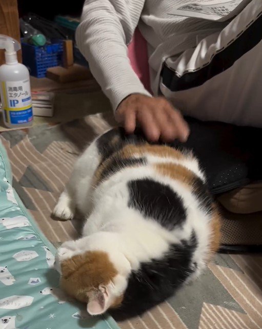 うれしい猫
