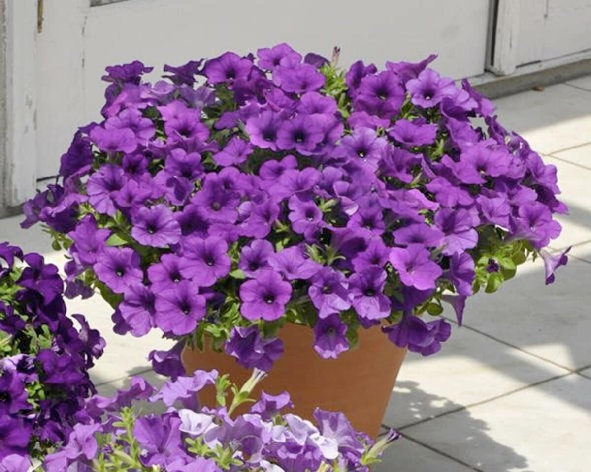 1株でこんもり大きく育つ！「ハッ」と目をひく、高貴な「紫カラーの花