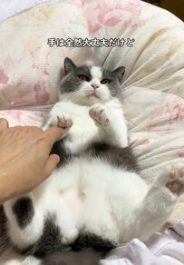 “ヘソ天”姿の猫さん　可愛すぎる「やめてよっ」に癒される人続出