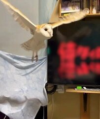 【映画のタイトルに反応するフクロウ】テレビに向かうも…？その後の展開に爆笑！