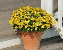 1苗でまるで「ブーケ」みたいに！春に咲く〈イエローの花〉厳選3つ。ベランダや玄関先をキラキラ明るく華やかに！