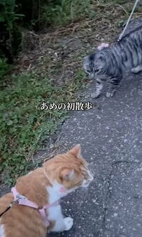 【猫ちゃん初めてのお散歩】可愛すぎる元保護猫ちゃんの“お散歩デビュー”に注目！