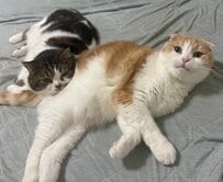 同居猫のもふもふに頭をうずめてお昼寝　安心しきった2匹の寝姿に「おちりの温かさがやさしくて」の声