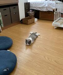 床ペッタンで寝ていた小さな子猫　4年後の思わぬ成長ぶりにホッコリ