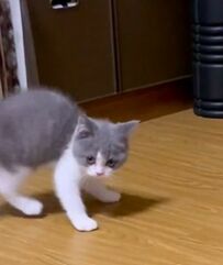「やんのか！」する小さな子猫　次の瞬間見せた予想外の動きに悶絶の声