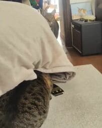 【まるでAI動画のような逃げ方】2匹の仲良し猫　待ち伏せからの「見事な追いかけっこ」に笑ってしまう