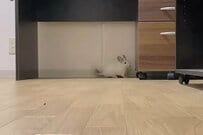 【双子のチンチラ兄弟】弟が兄へ向かって猪突猛進！→その後の予想外の行動にキュンが大渋滞