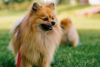 「せっかくドッグランに来たのに…」　ポメラニアンが“夢中になった「とあるもの」が可愛い