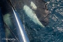 まるでこちらを観察しているよう　船のすぐそばを泳ぐ野生のシャチに目を疑う