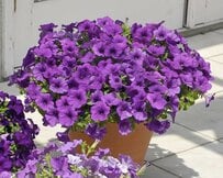 1株でこんもり大きく育つ！「ハッ」と目をひく、高貴な「紫カラーの花」3つ。育てやすい！花もゴージャス！