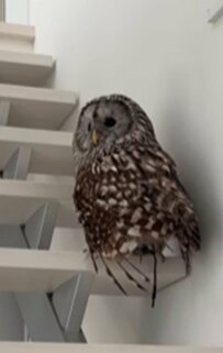 【階段をのぼるフクロウ】自分の部屋へ→ぴょんぴょんと上がる姿に思わず二度見！