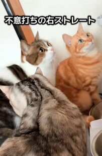 同居猫に不意打ちをされた猫ちゃん→きれいな「突っ込み」に笑ってしまう