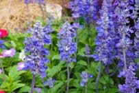 3苗で【センスのいい夏の寄せ植え】玄関先が爽やかに！暑さと乾燥に強い植物の組み合わせ3例