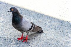 鳩が佇む場所の「看板」に注目集まる　シュールすぎる状況に「離れたほうがいい」